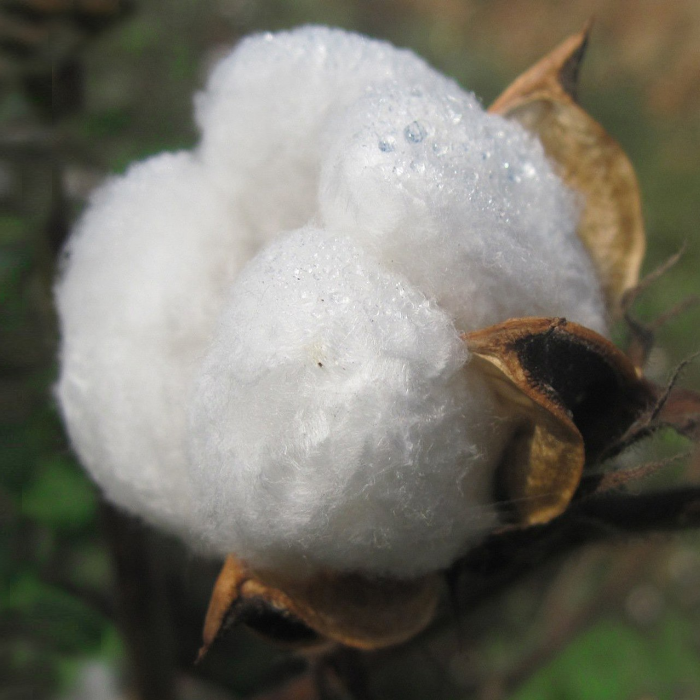 highest ratings for cotton wool organic beds and mattresses in Phoenix AZ